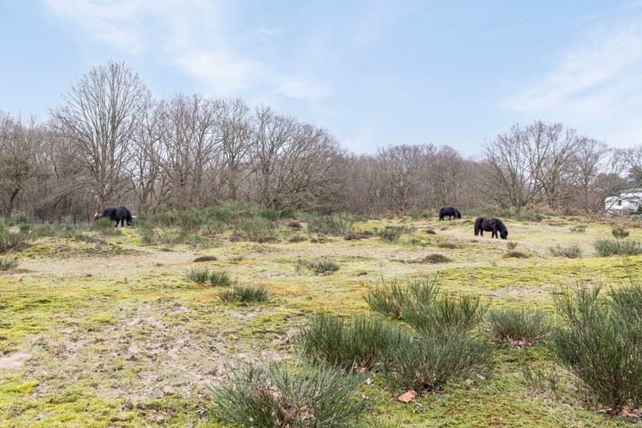 Foto 58 van De Savornin Lohmanlaan 77