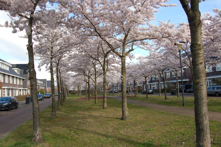 Photo 50 of Ruisvoornlaan 16