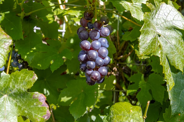 Foto 68 van Toepadweg 45