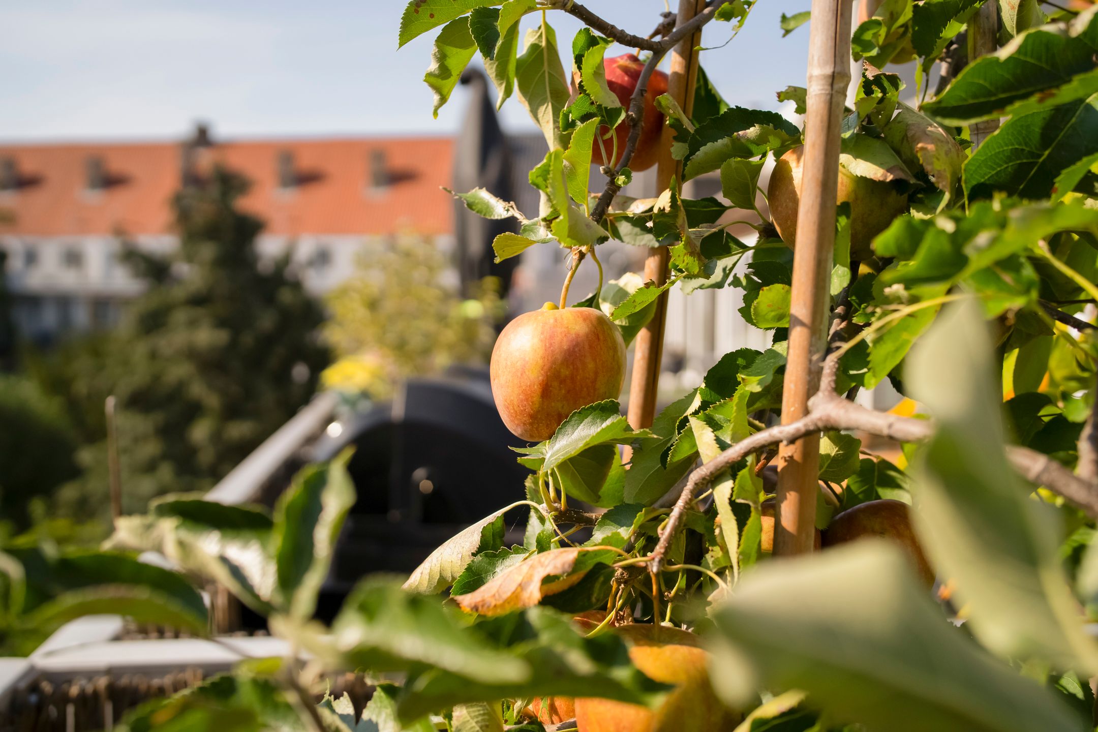 Foto 63 van Zoomstraat 26-2