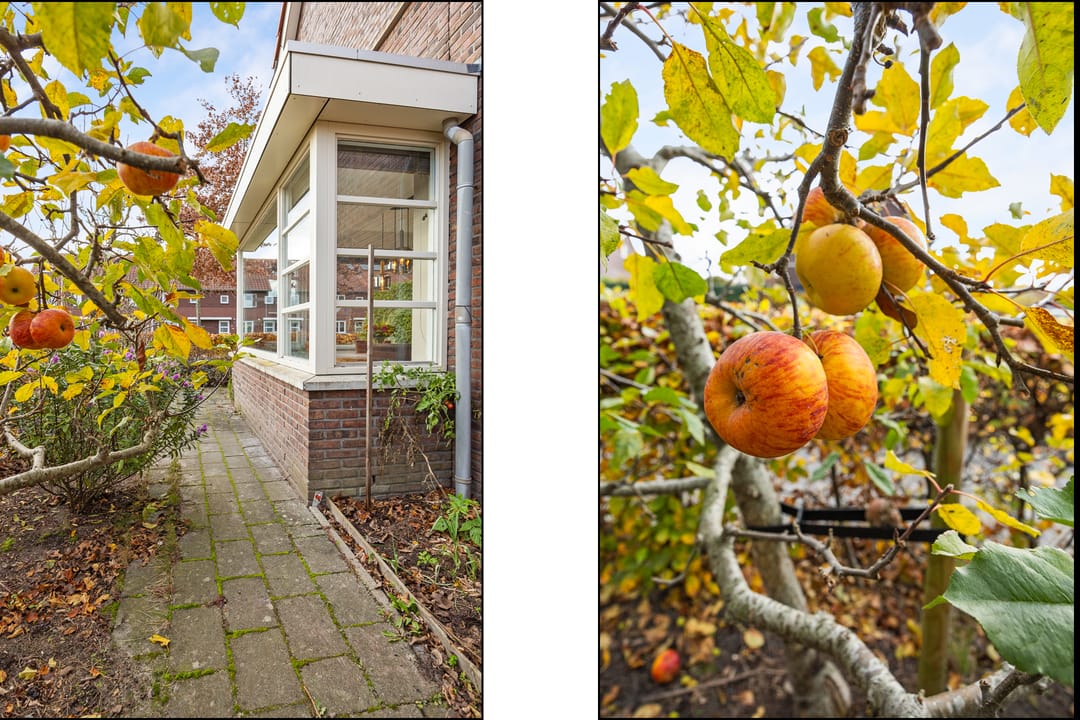 Foto 23 van Grote vuurvlinder 31