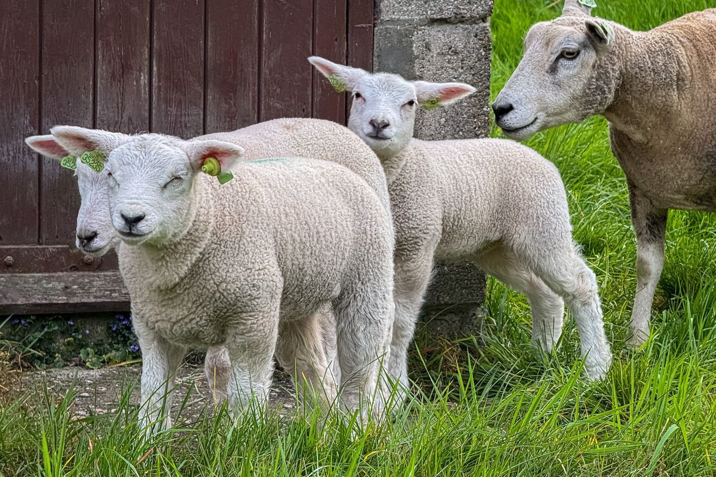 Foto 64 van Wagenmaker 5