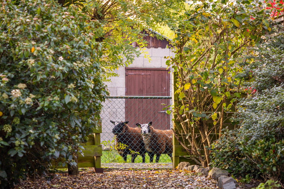 Foto 61 van Wagenmaker 5