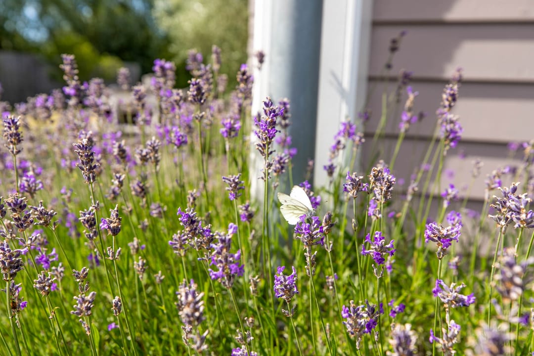 Photo 8 of Bosweg 2-A