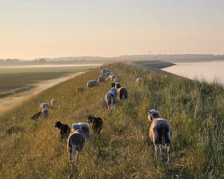 Photo 46 of Herkingsezeedijk 216