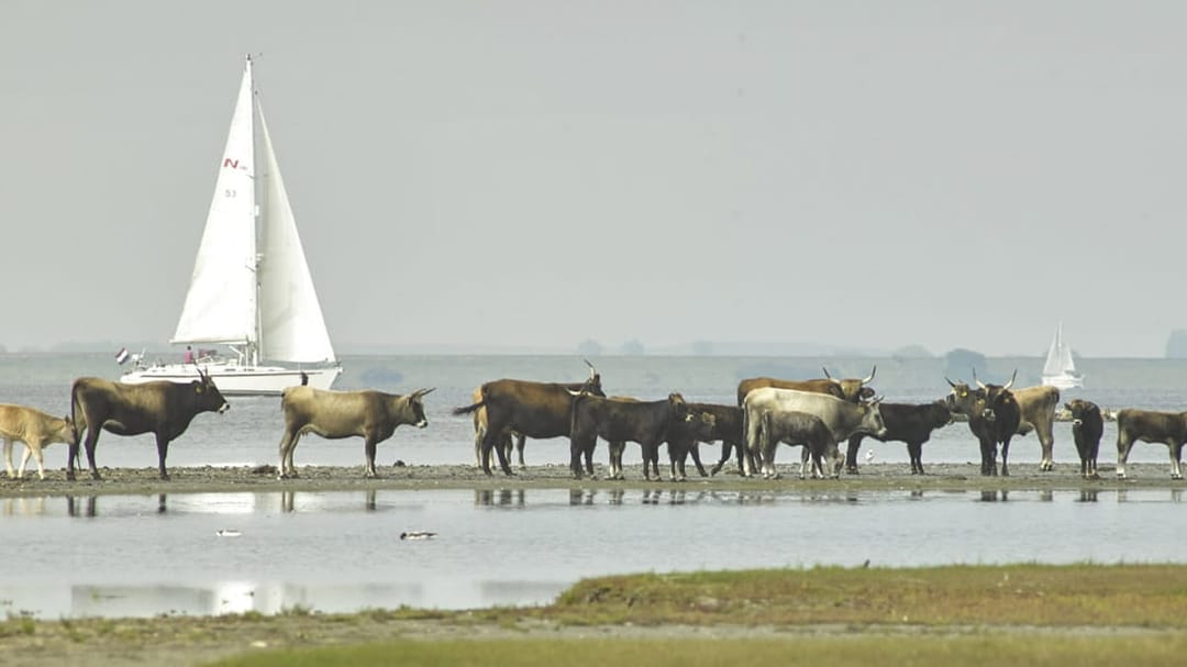 Foto 47 van Herkingsezeedijk 216