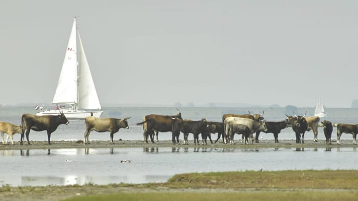 Photo 47 of Herkingsezeedijk 216