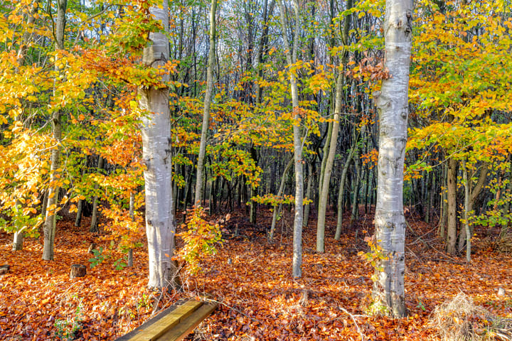 Foto 36 van Musselweg 72