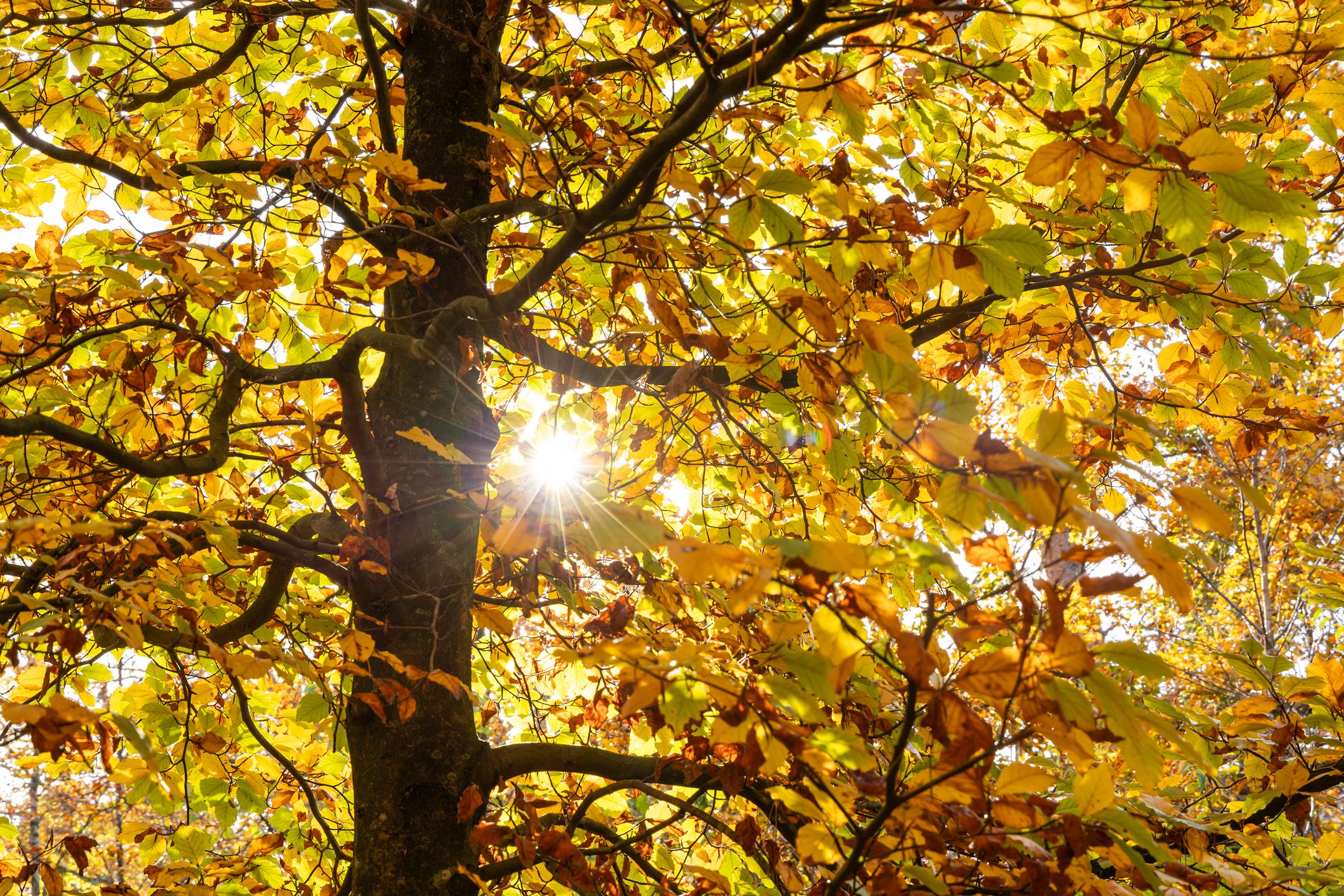 Foto 39 van Kamerlingh Onnesstraat 53