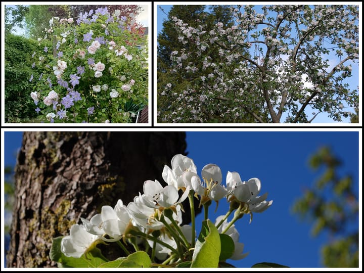 Photo 18 of Dotterbloem 1