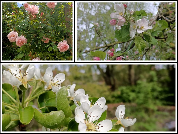 Photo 20 of Dotterbloem 1