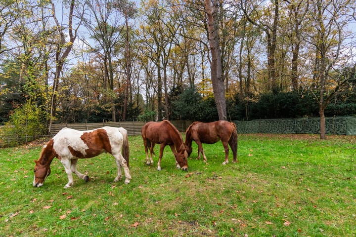 Foto 77 van Woudenbergseweg 31