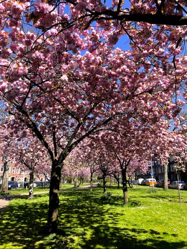 Foto 35 van Tak van Poortvlietstraat 17-B01