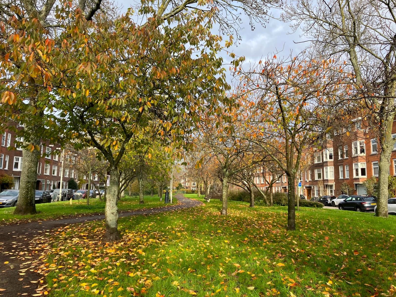 Foto 36 van Tak van Poortvlietstraat 17-B01