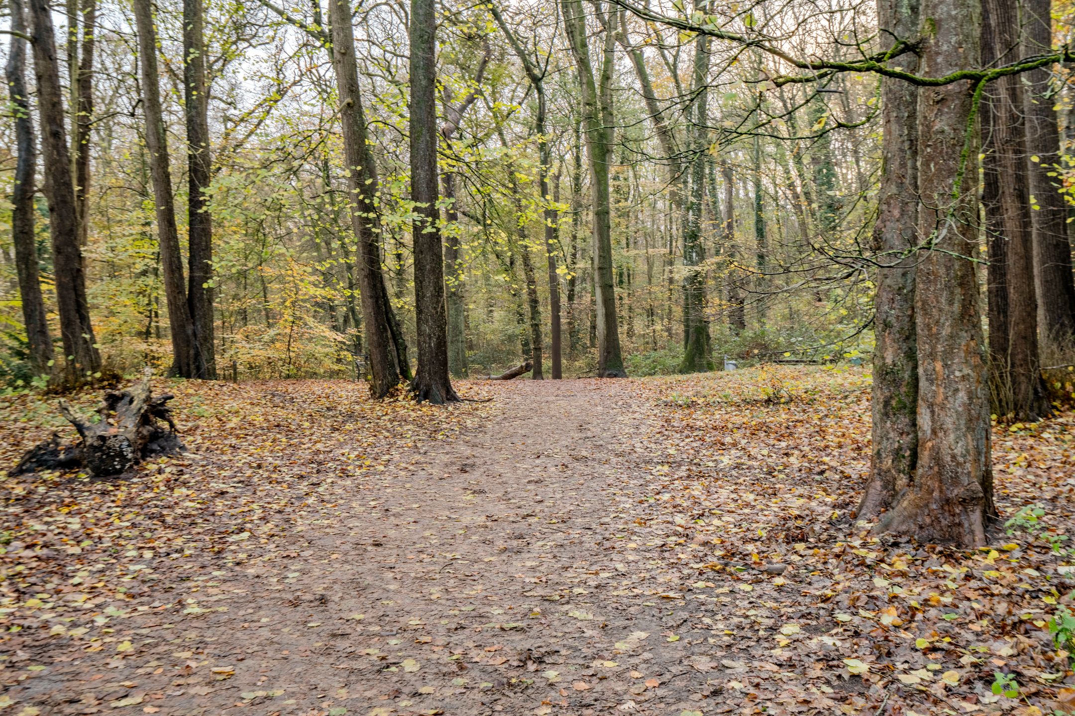Photo 45 of Gemene Bos 23