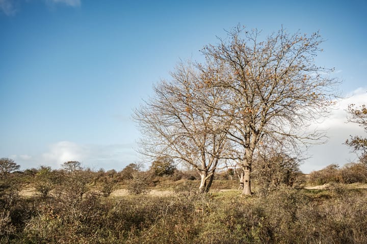 Photo 28 of Saxenrodeweg 92