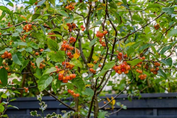 Photo 27 of Hoflaan 16