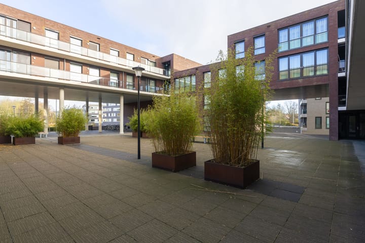 Foto 50 van IJsvogel 23