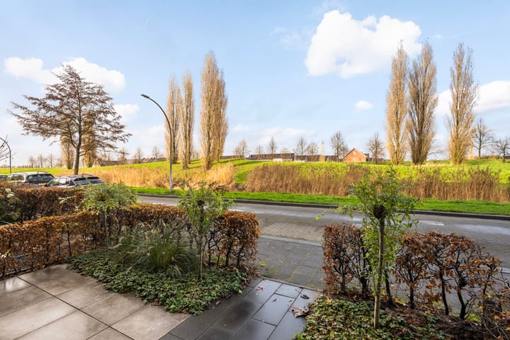 Photo 4 of Sterrenmos 62