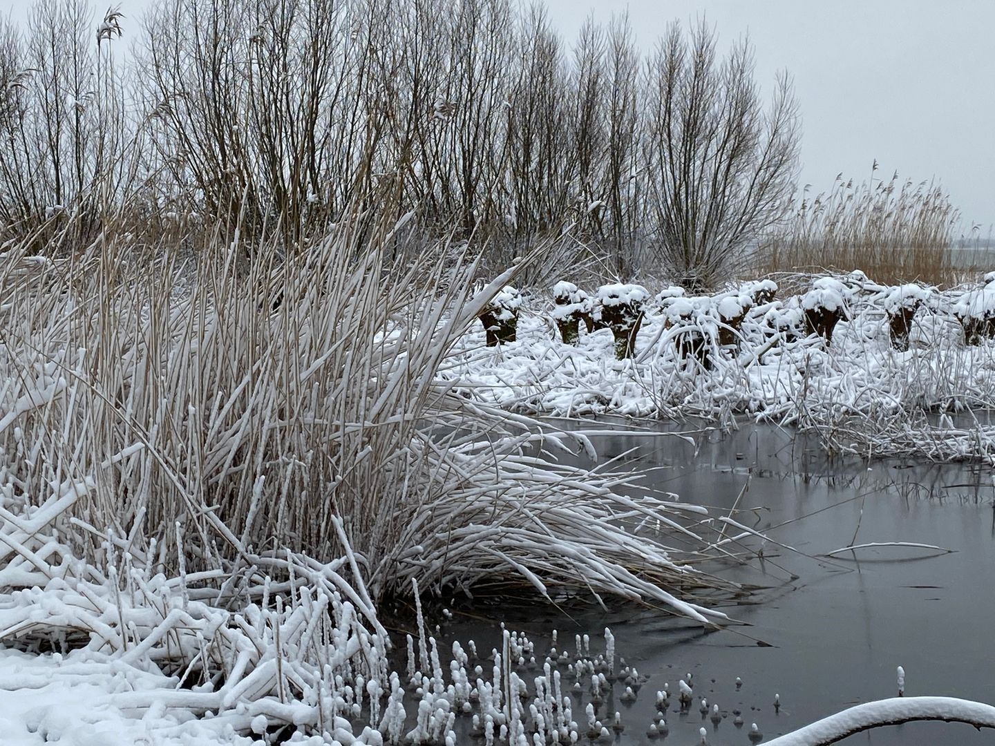 Foto 79 van Lobenpolder 17