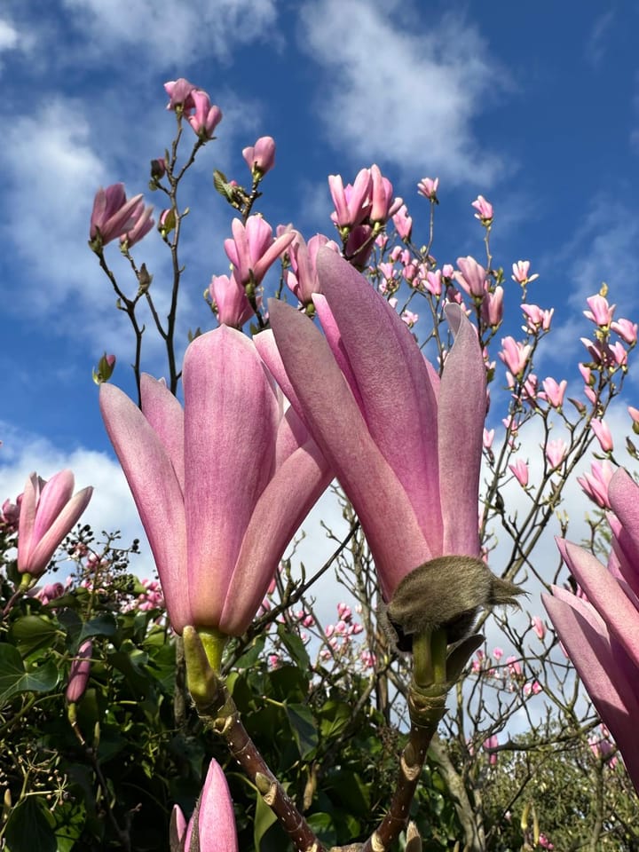 Foto 29 van Agaat 100