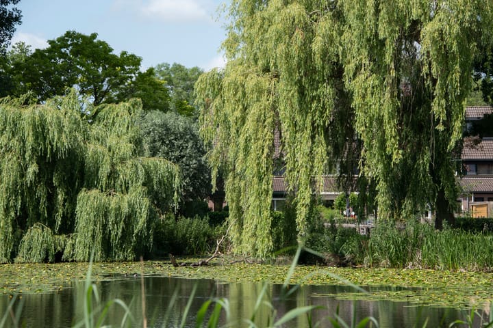 Photo 45 of Vlasweel 24