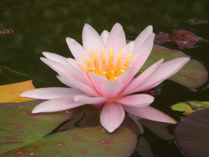 Photo 39 of Vlasweel 24