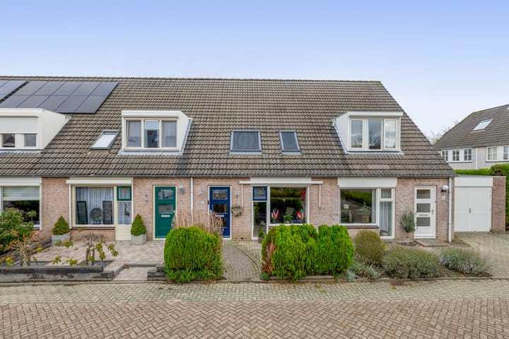 Gerbera 17 main image