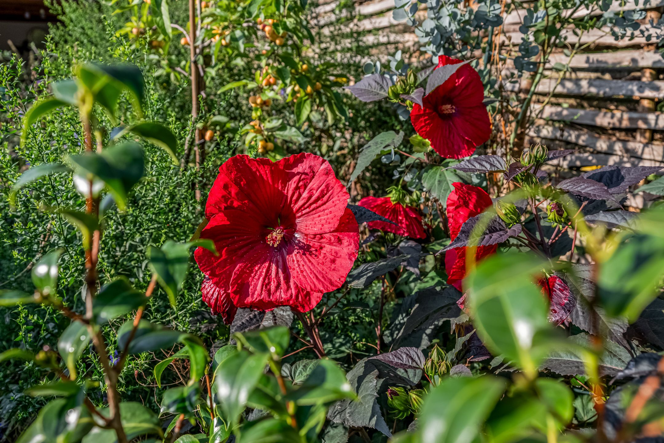 Foto 30 van Kon Wilhelminaweg 38