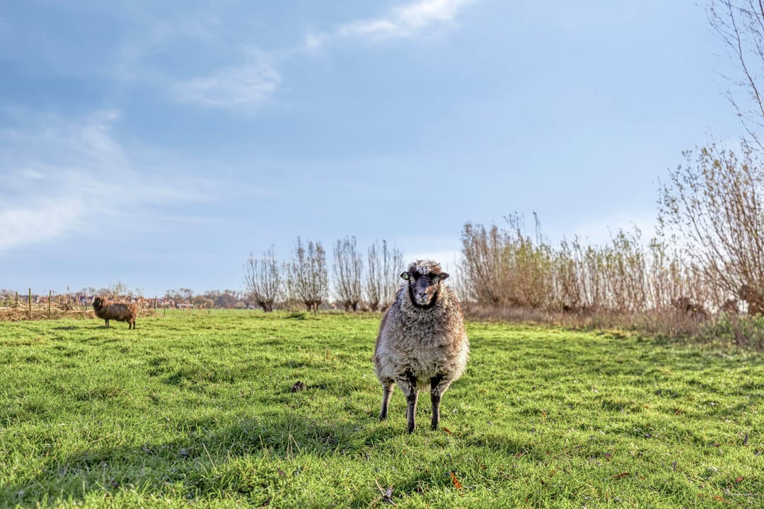 Foto 2 van Weereweg 71