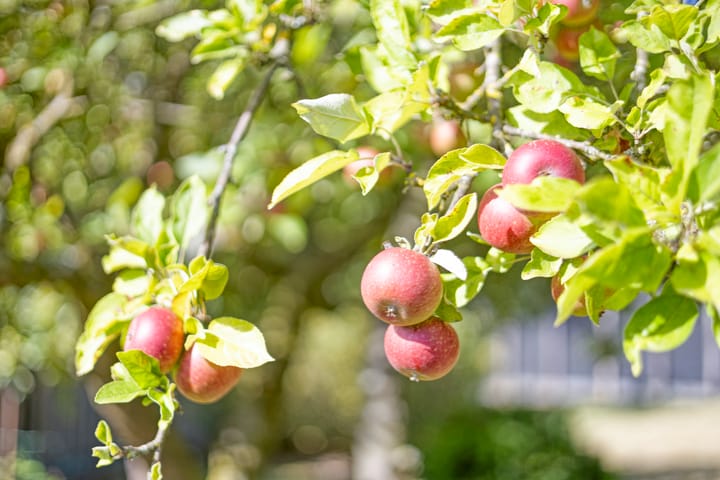 Photo 109 of Kapelstraat-Noord 113