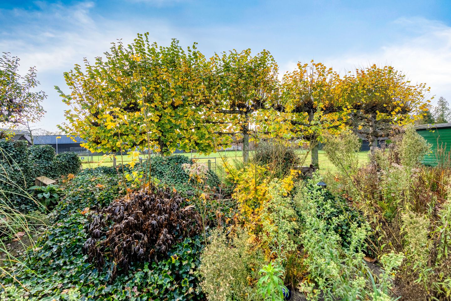 Photo 49 of Korenbloem 30