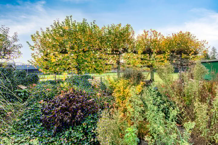 Foto 49 van Korenbloem 30