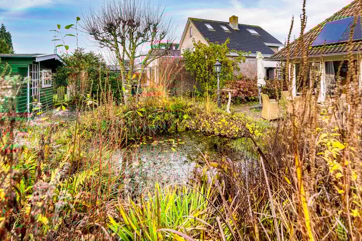 Foto 50 van Korenbloem 30