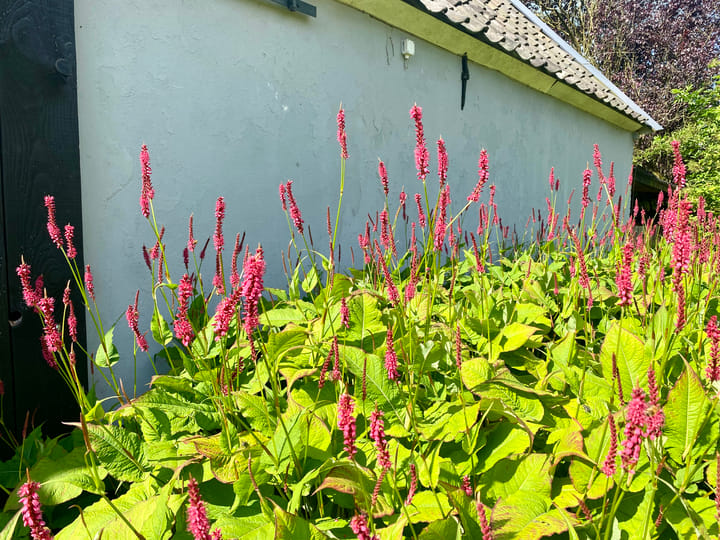 Foto 94 van Veerweg 25