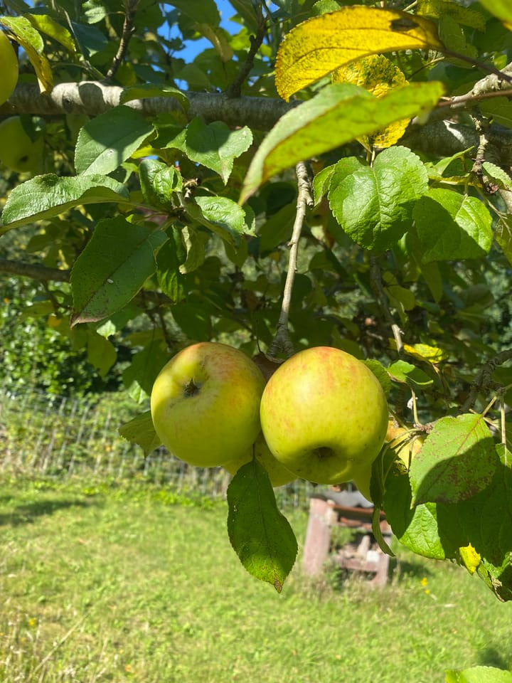 Foto 97 van Veerweg 25