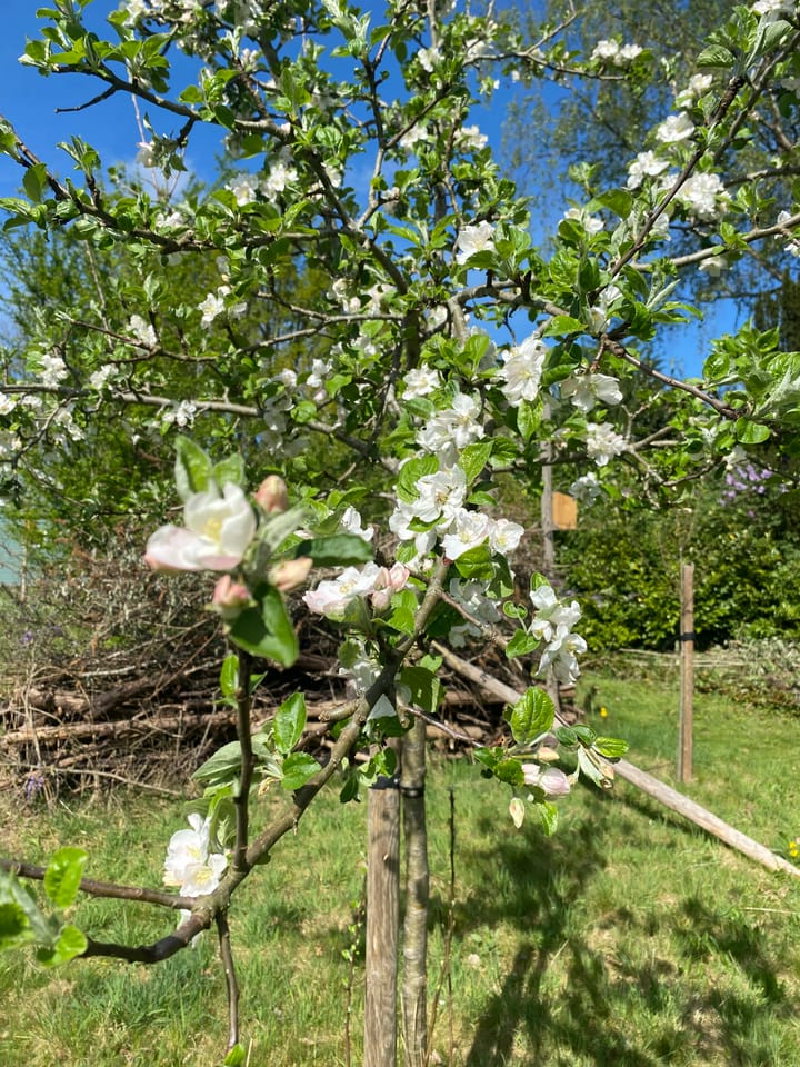 Foto 96 van Veerweg 25