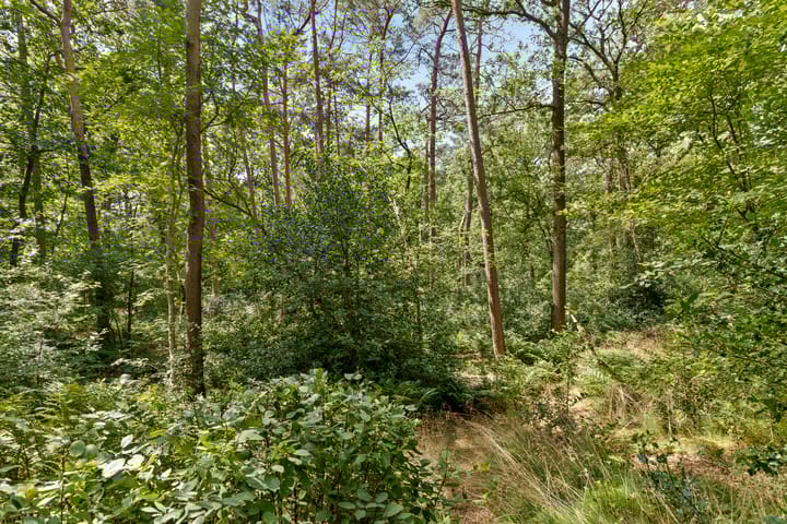 Foto 43 van Langeloërduinen 4 110