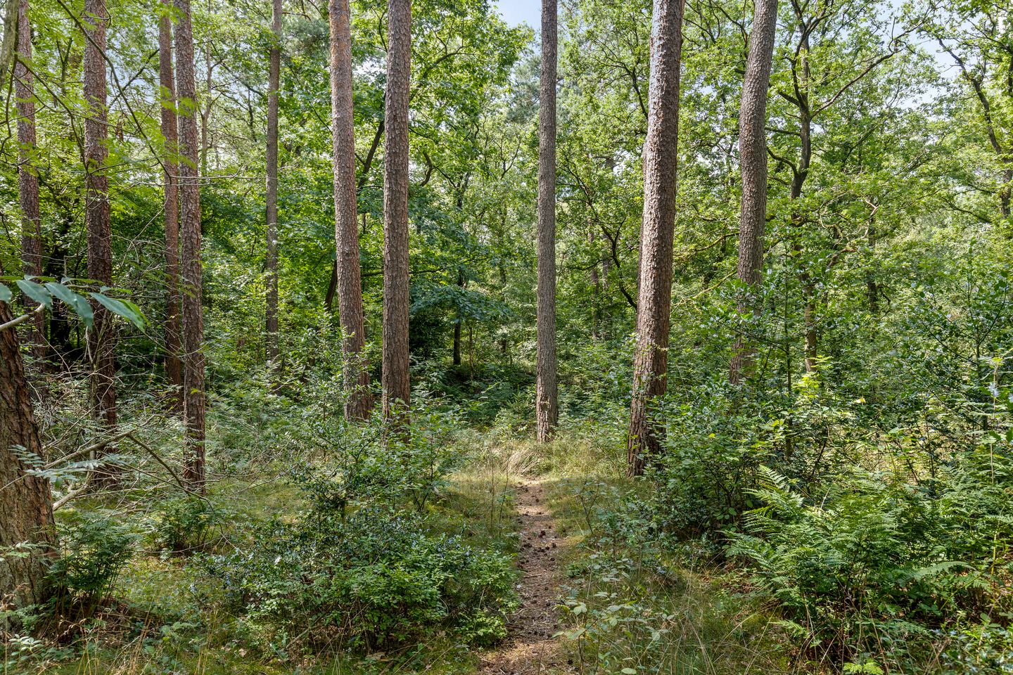 Foto 44 van Langeloërduinen 4 110