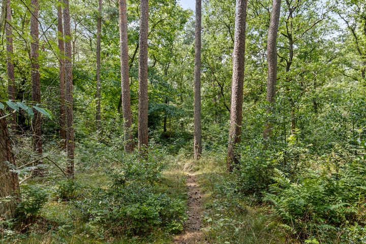 Foto 44 van Langeloërduinen 4 110