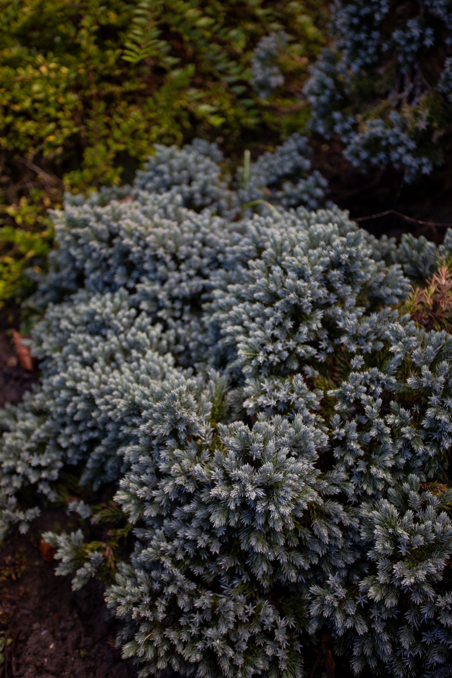 Photo 27 of Anna van Renesselaan 31