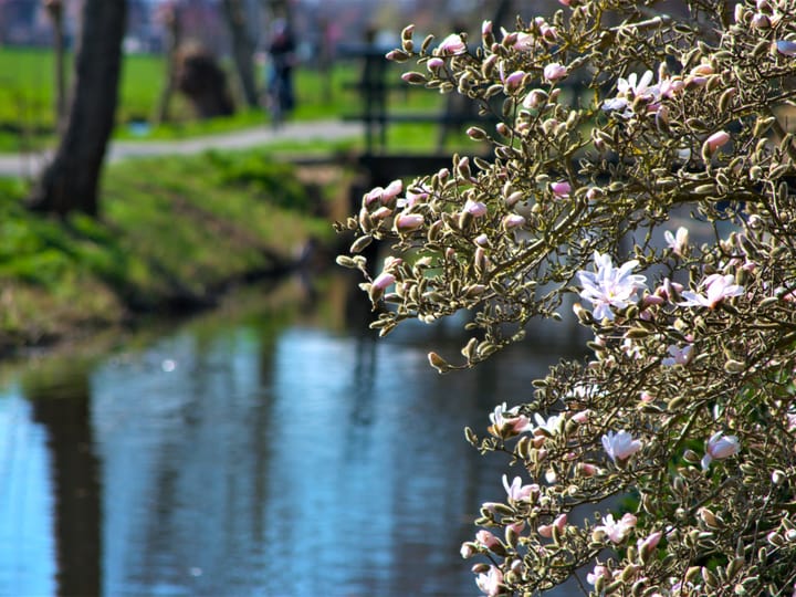 Photo 60 of Waterlelie 1