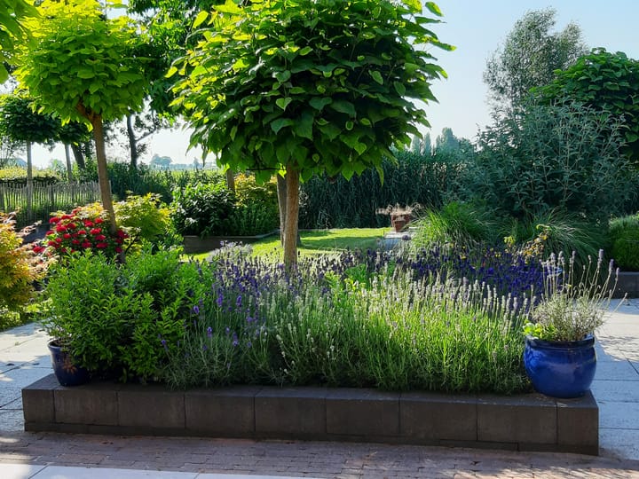 Photo 63 of Waterlelie 1