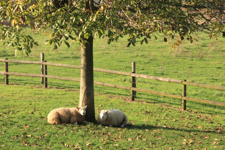 Photo 40 of Polder 38