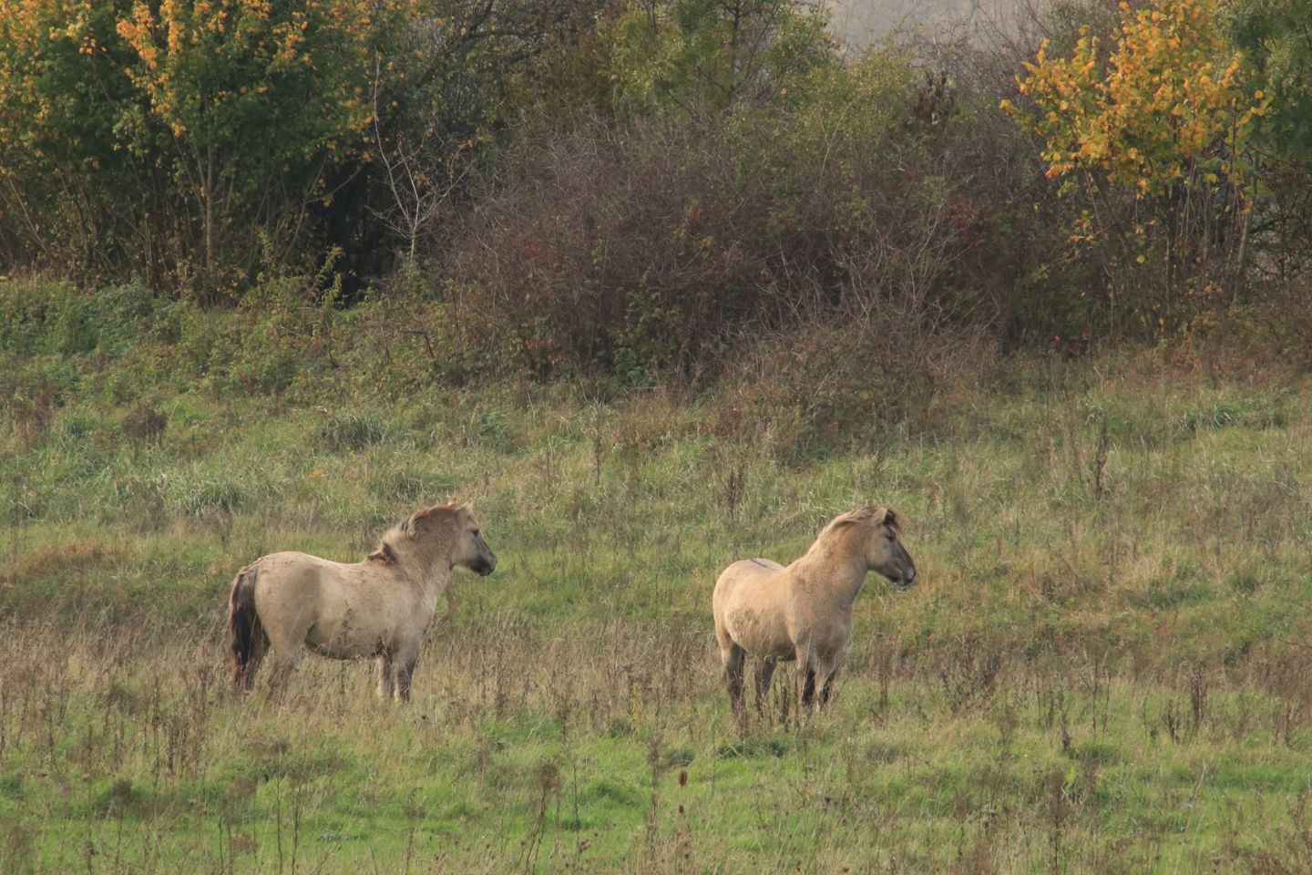 Foto 44 van Polder 38