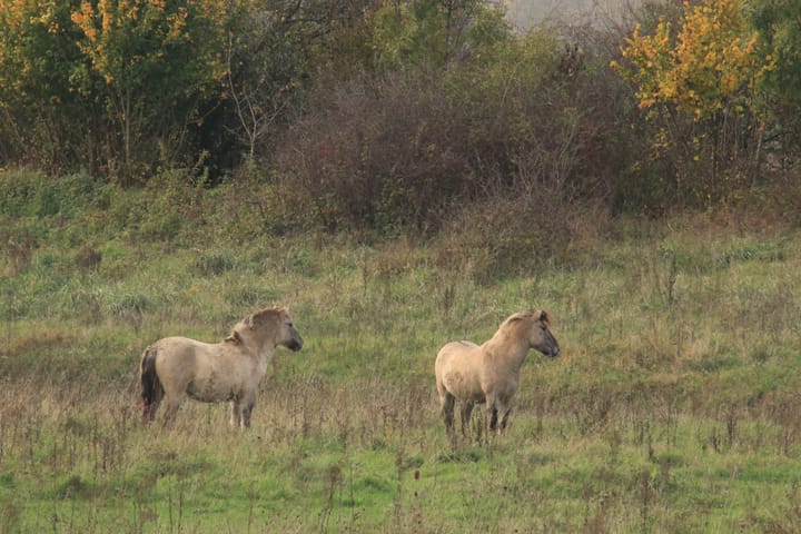 Photo 44 of Polder 38