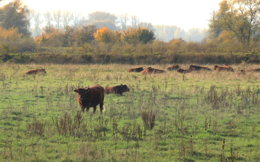 Foto 46 van Polder 38