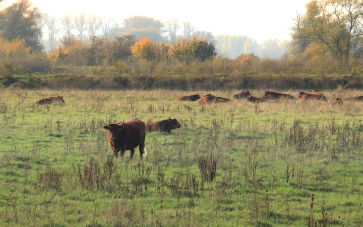 Photo 46 of Polder 38