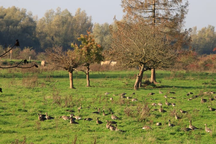 Photo 41 of Polder 38