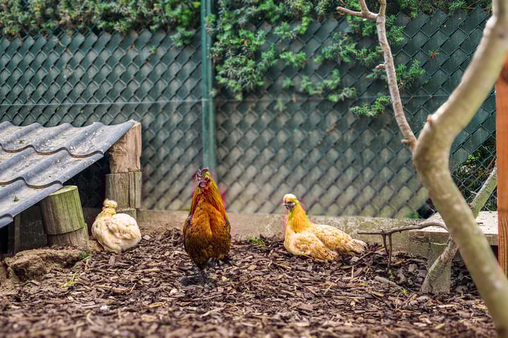 Photo 23 of Bonaertsweg 6